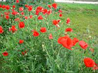 Coquelicot (54) (Photo F. Mrugala)